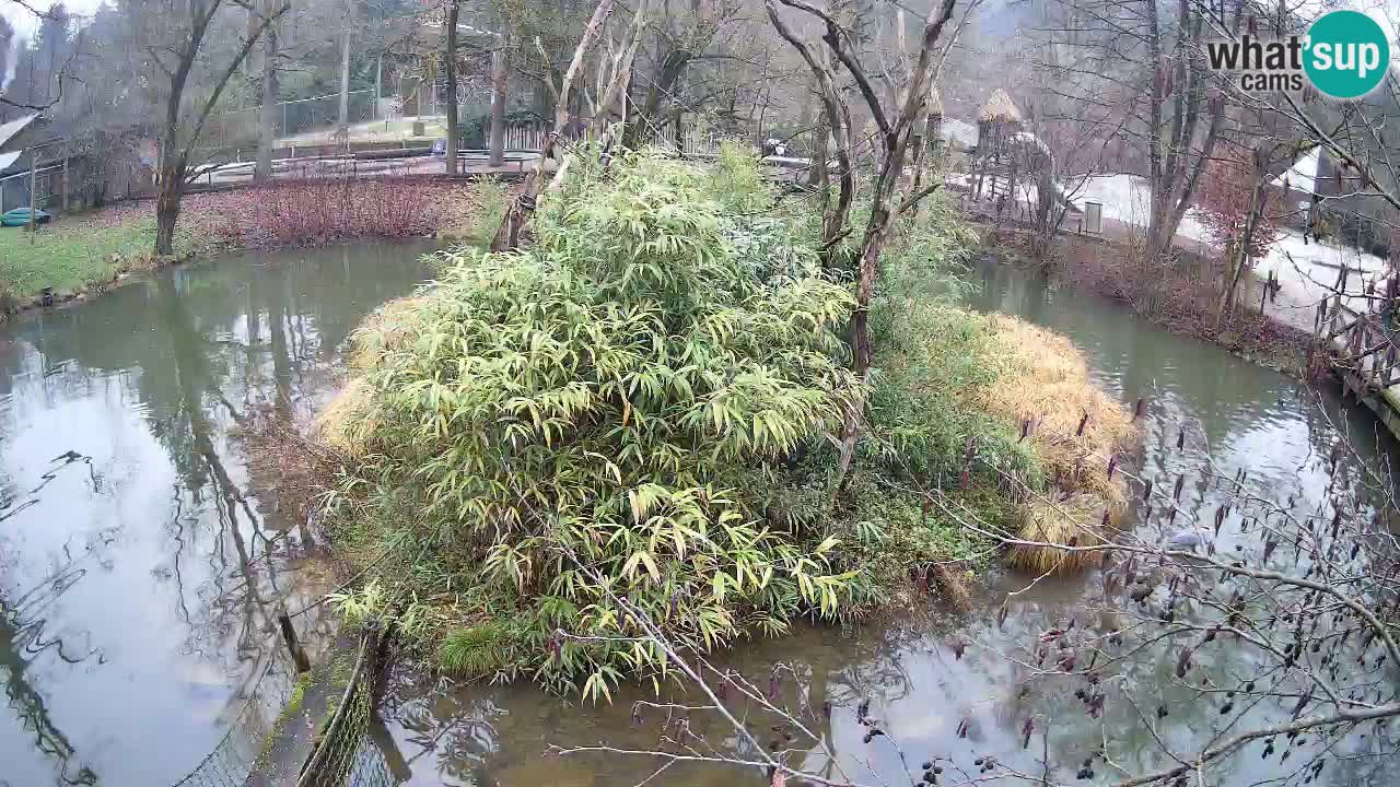 Südlicher Gelbwangen-Schopfgibbon Zoo Ljubljana webcam