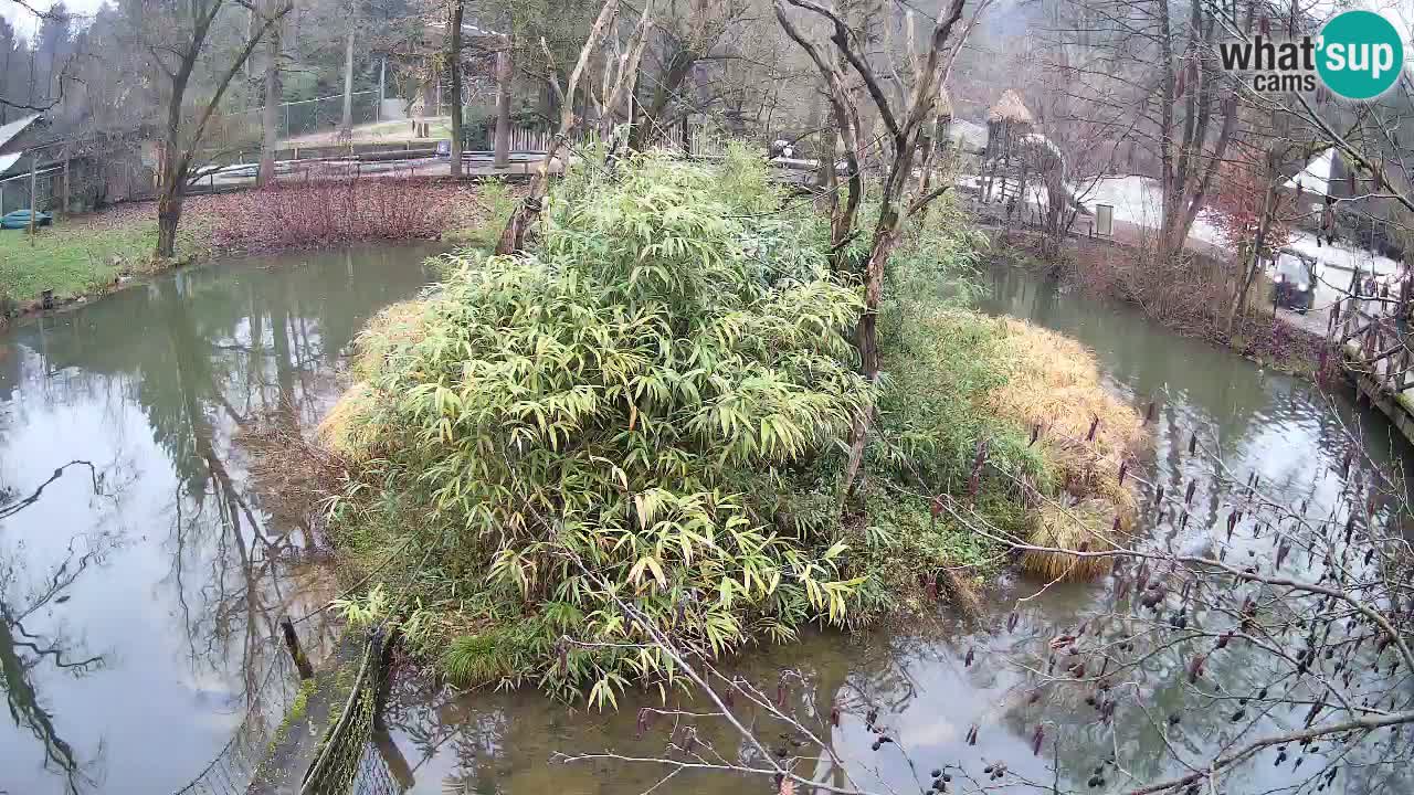 Gibon – Nomascus gabriellae – Zoo Ljubljana web kamera