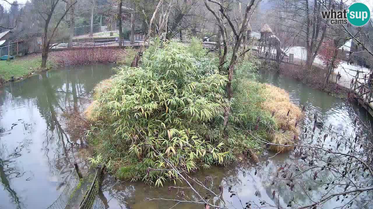 Gibbon à joues jaunes Zoo Ljubljana live cam