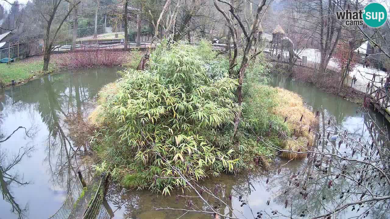 Gibón de mejillas beige Zoo Ljubljana