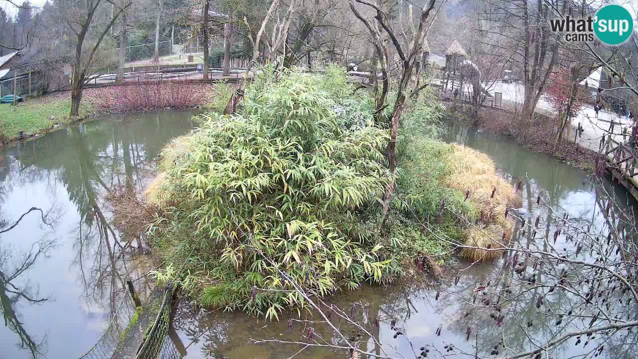 Gibbon à joues jaunes Zoo Ljubljana live cam