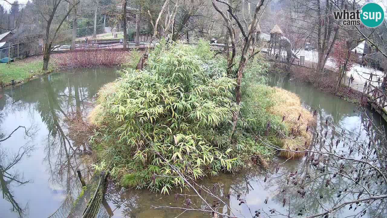 Südlicher Gelbwangen-Schopfgibbon Zoo Ljubljana webcam