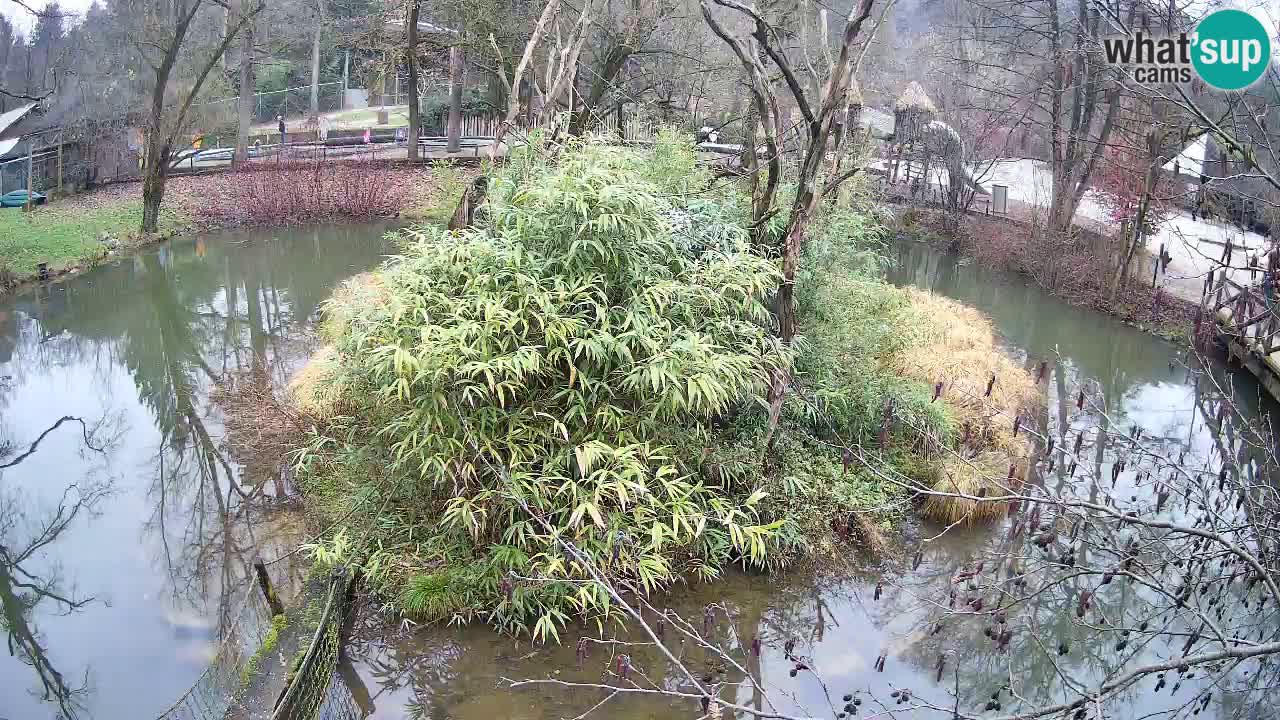 Gibbon à joues jaunes Zoo Ljubljana live cam