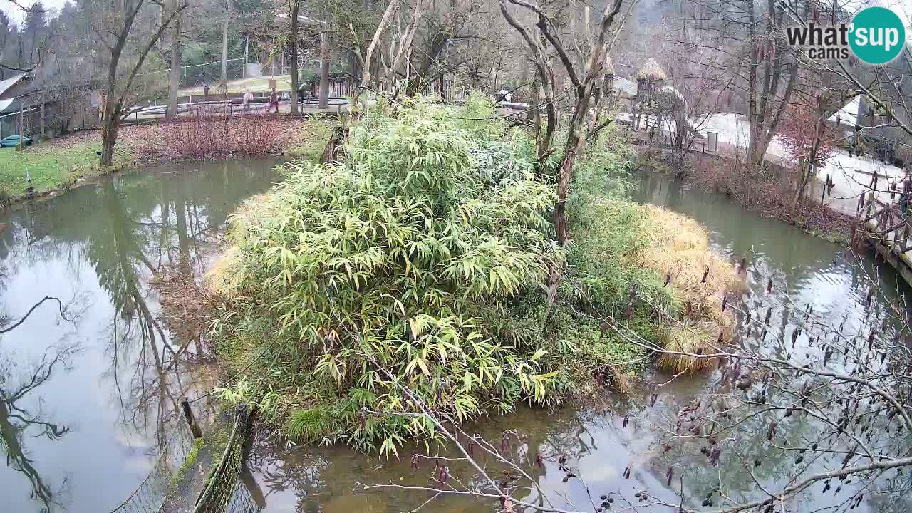 Südlicher Gelbwangen-Schopfgibbon Zoo Ljubljana webcam