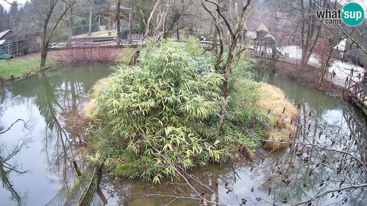 Zlatolični gibon živalski vrt Ljubljana