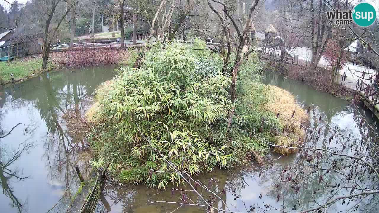 Yellow-cheeked gibbon Zoo Ljubljana livecam