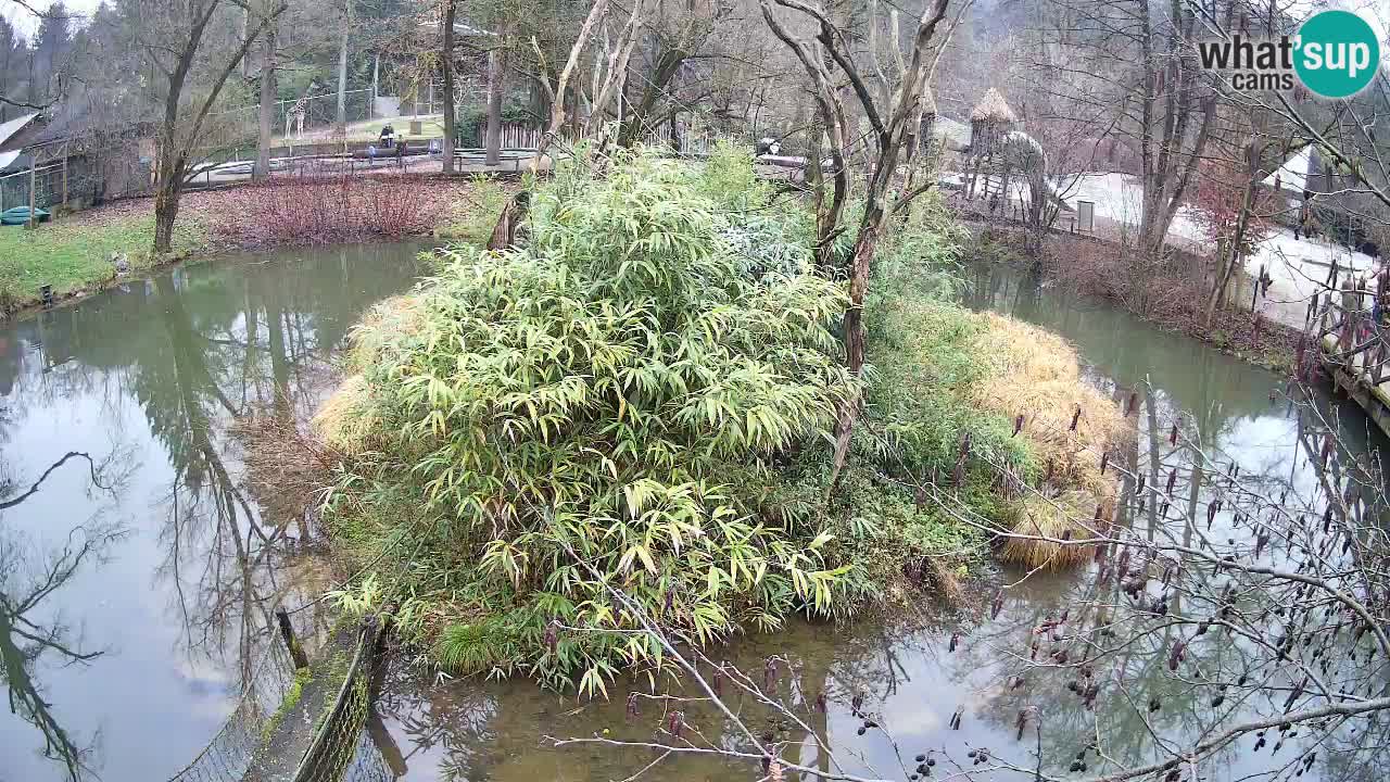 Südlicher Gelbwangen-Schopfgibbon Zoo Ljubljana webcam