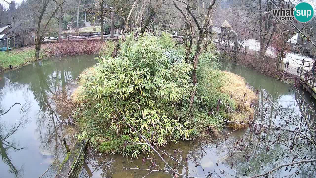 Südlicher Gelbwangen-Schopfgibbon Zoo Ljubljana webcam