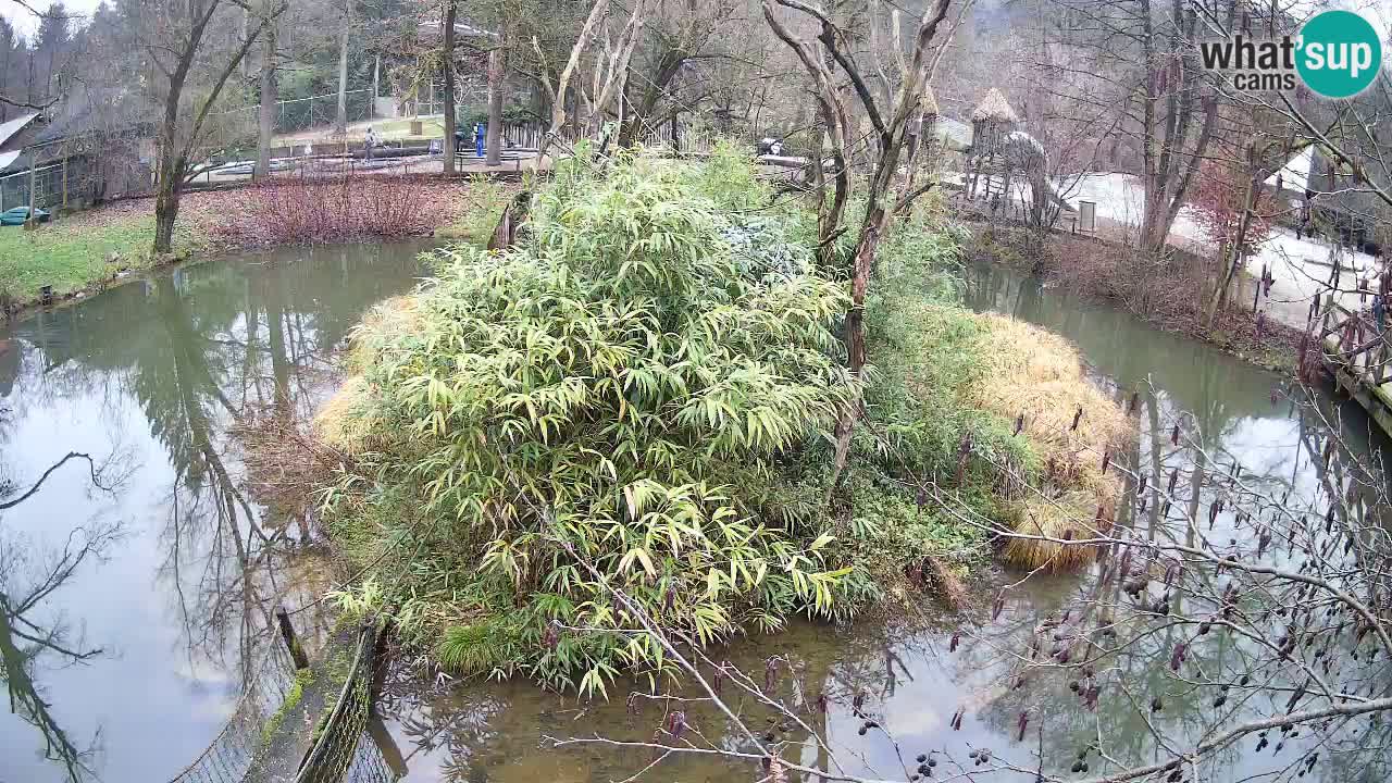 Südlicher Gelbwangen-Schopfgibbon Zoo Ljubljana webcam