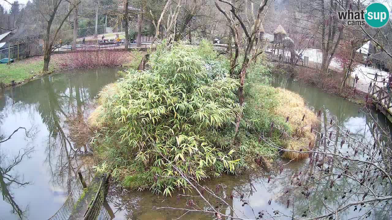 Gibon – Nomascus gabriellae – Zoo Ljubljana web kamera