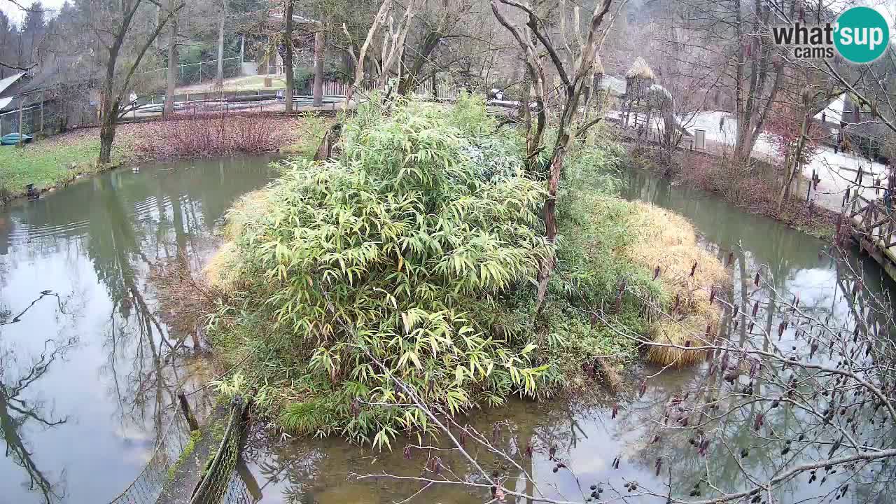 Gibbon à joues jaunes Zoo Ljubljana live cam