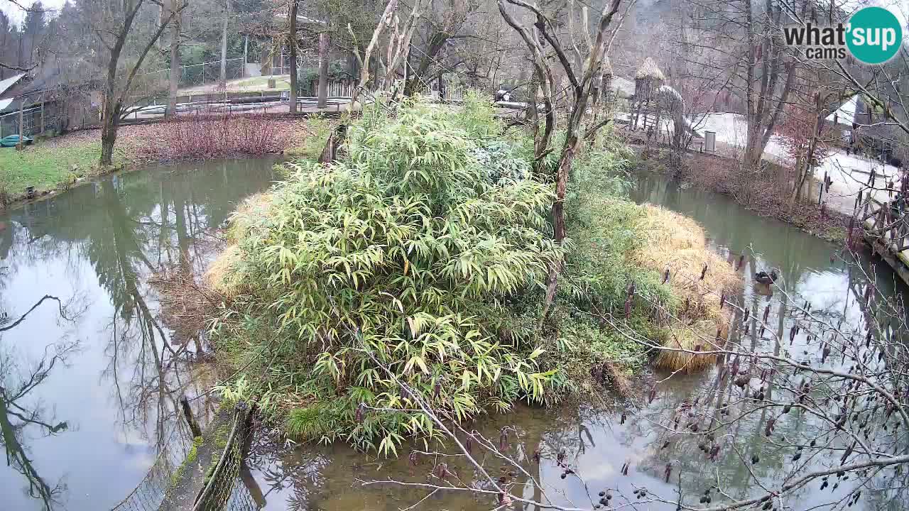 Yellow-cheeked gibbon Zoo Ljubljana livecam