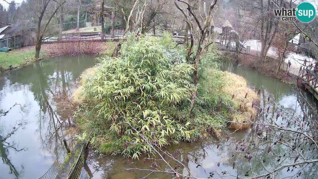 Gibbon à joues jaunes Zoo Ljubljana live cam