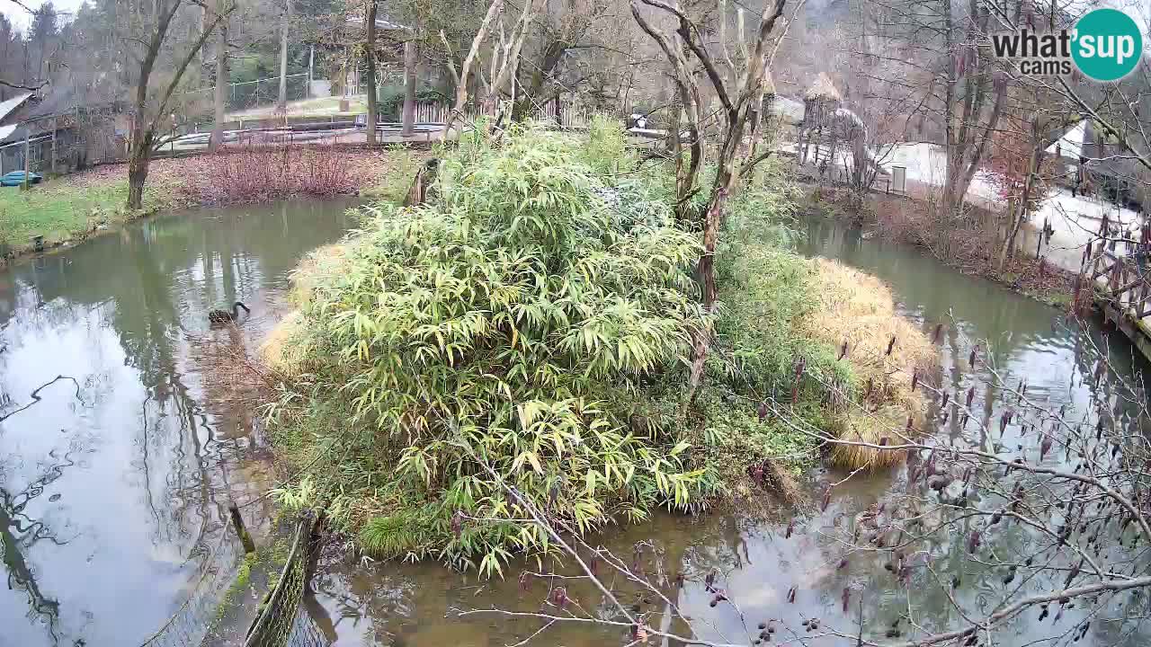Gibbon à joues jaunes Zoo Ljubljana live cam