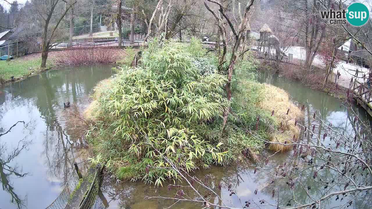 Yellow-cheeked gibbon Zoo Ljubljana livecam