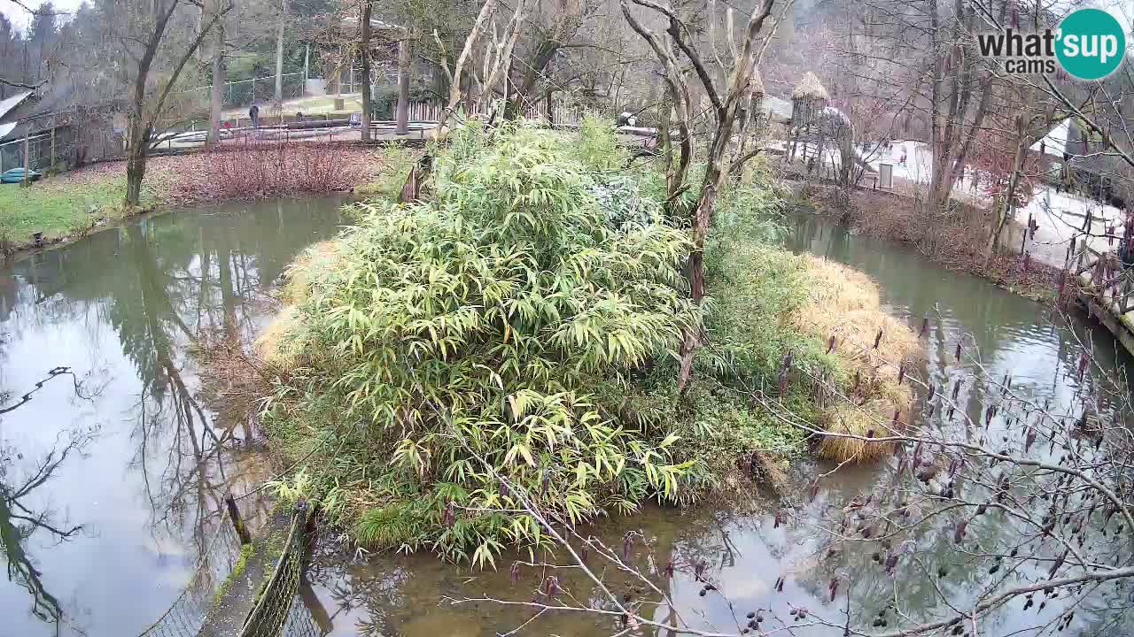 Südlicher Gelbwangen-Schopfgibbon Zoo Ljubljana webcam