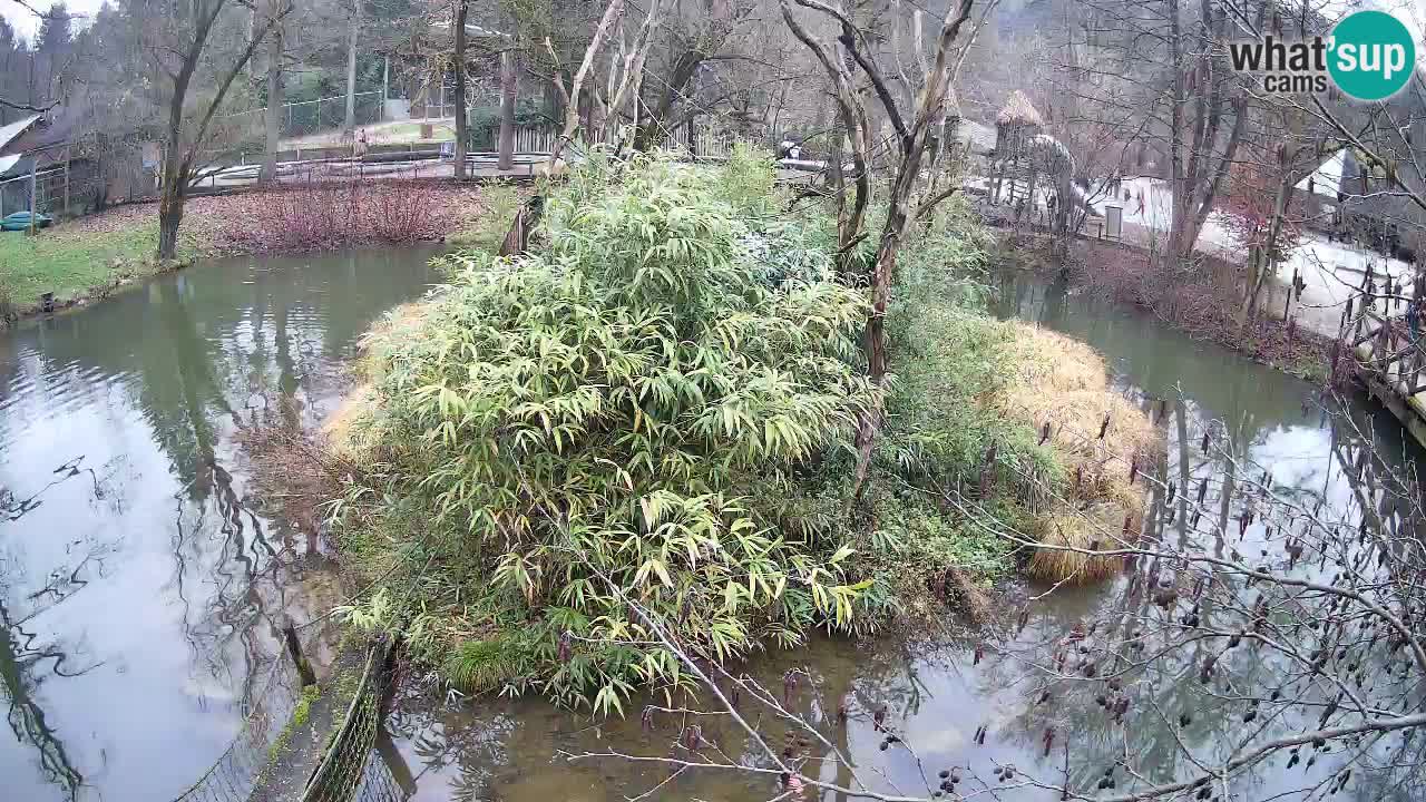 Yellow-cheeked gibbon Zoo Ljubljana livecam