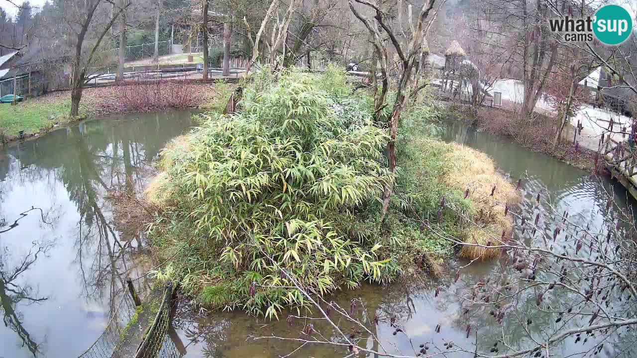 Zlatolični gibon živalski vrt Ljubljana