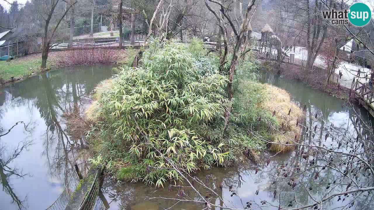 Gibbone dalle guance rosa nello ZOO di Ljubljana