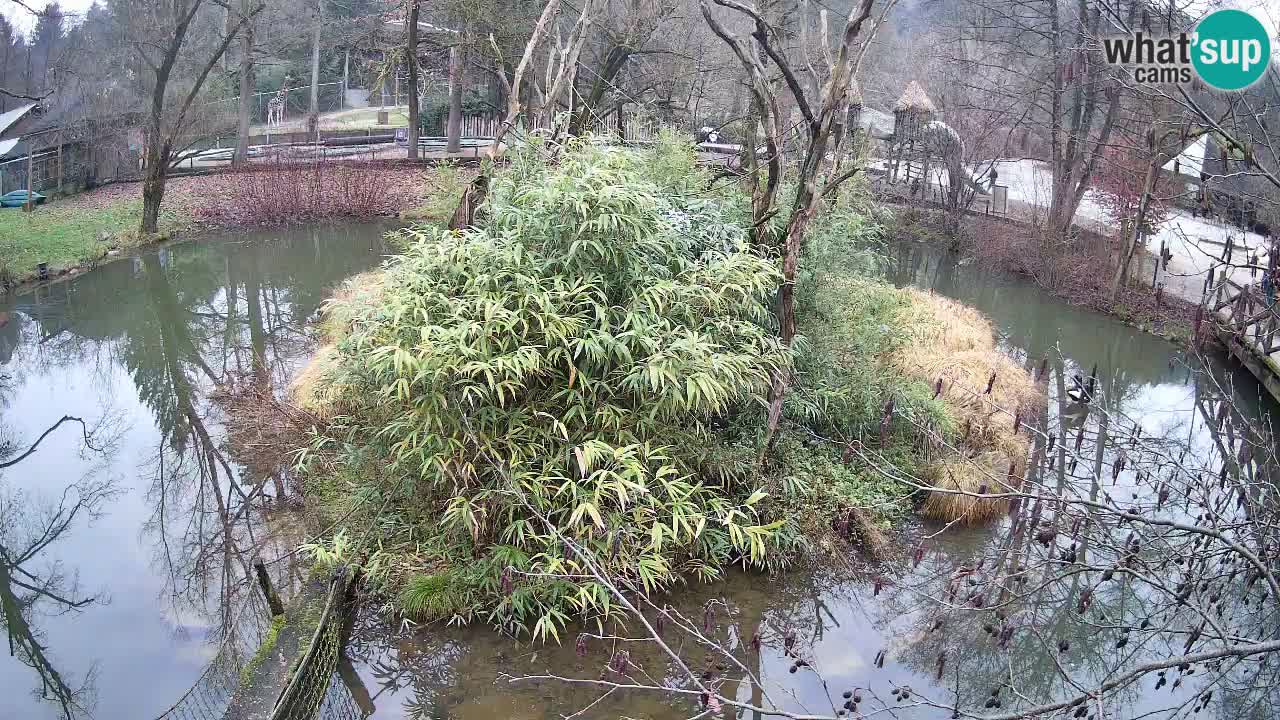 Yellow-cheeked gibbon Zoo Ljubljana livecam
