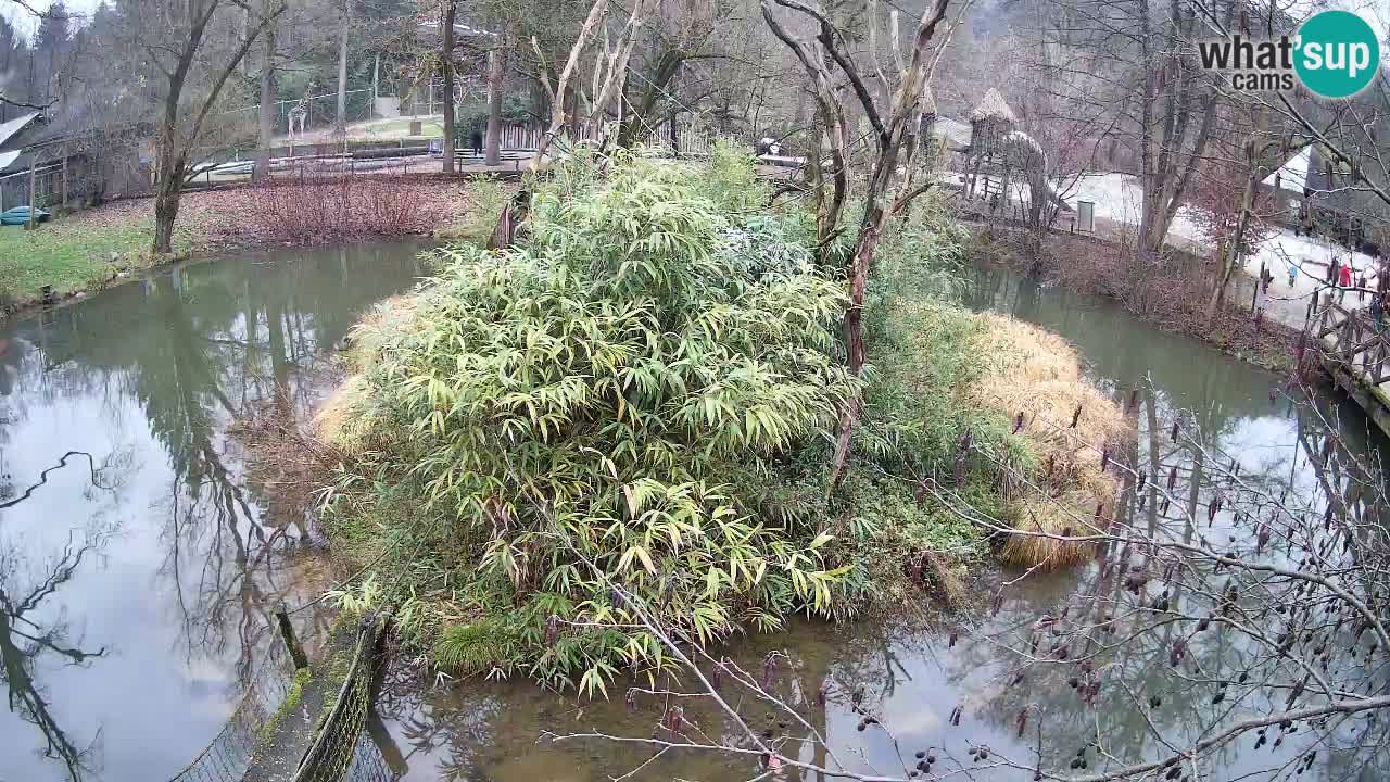 Südlicher Gelbwangen-Schopfgibbon Zoo Ljubljana webcam