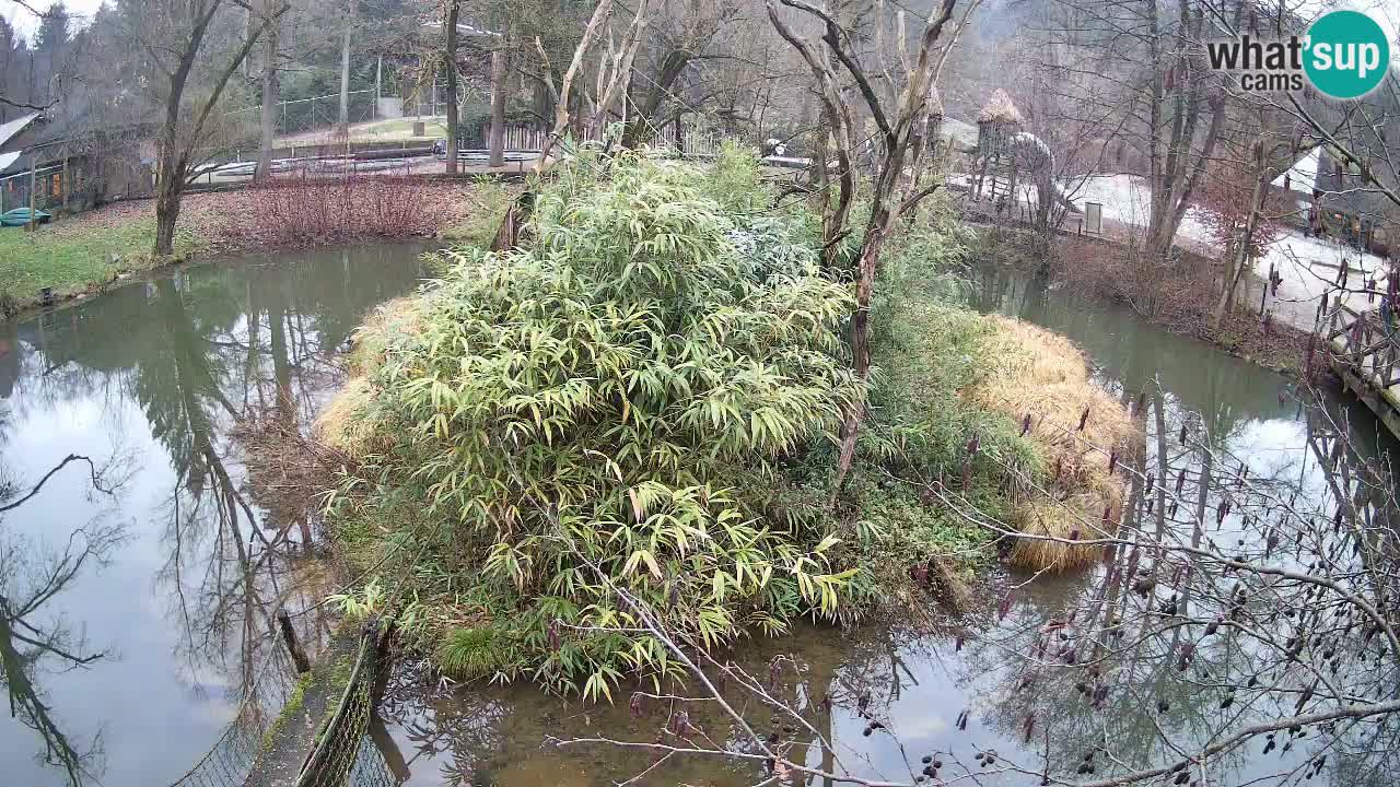 Yellow-cheeked gibbon Zoo Ljubljana livecam