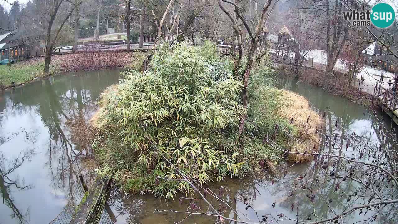 Gibbon à joues jaunes Zoo Ljubljana live cam