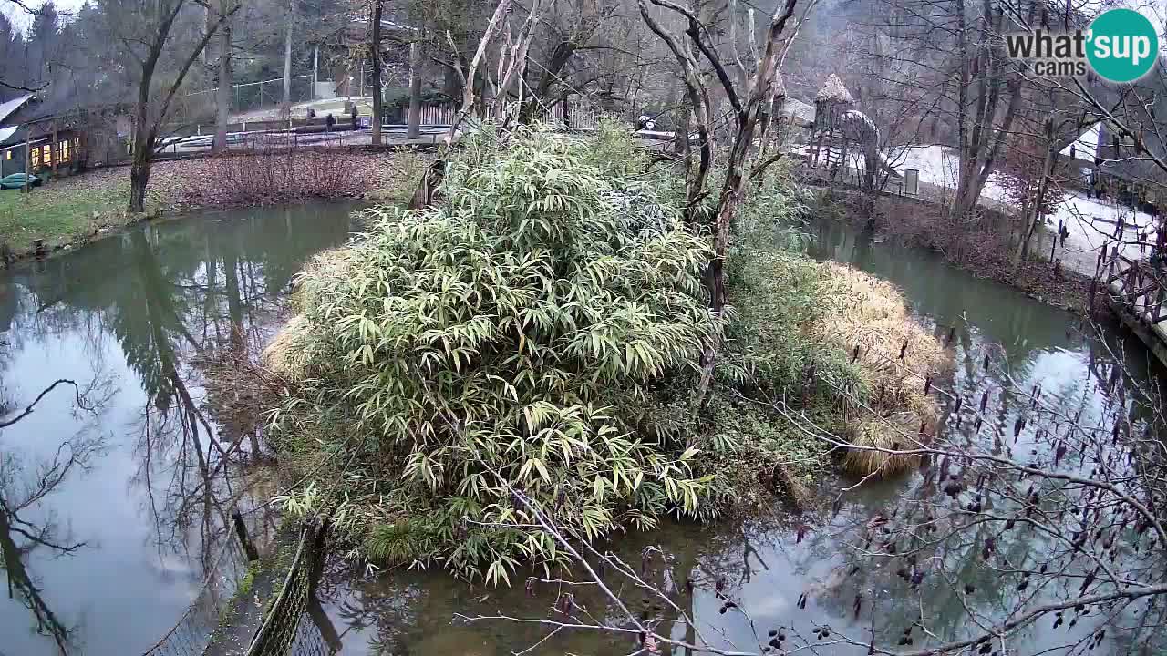 Südlicher Gelbwangen-Schopfgibbon Zoo Ljubljana webcam