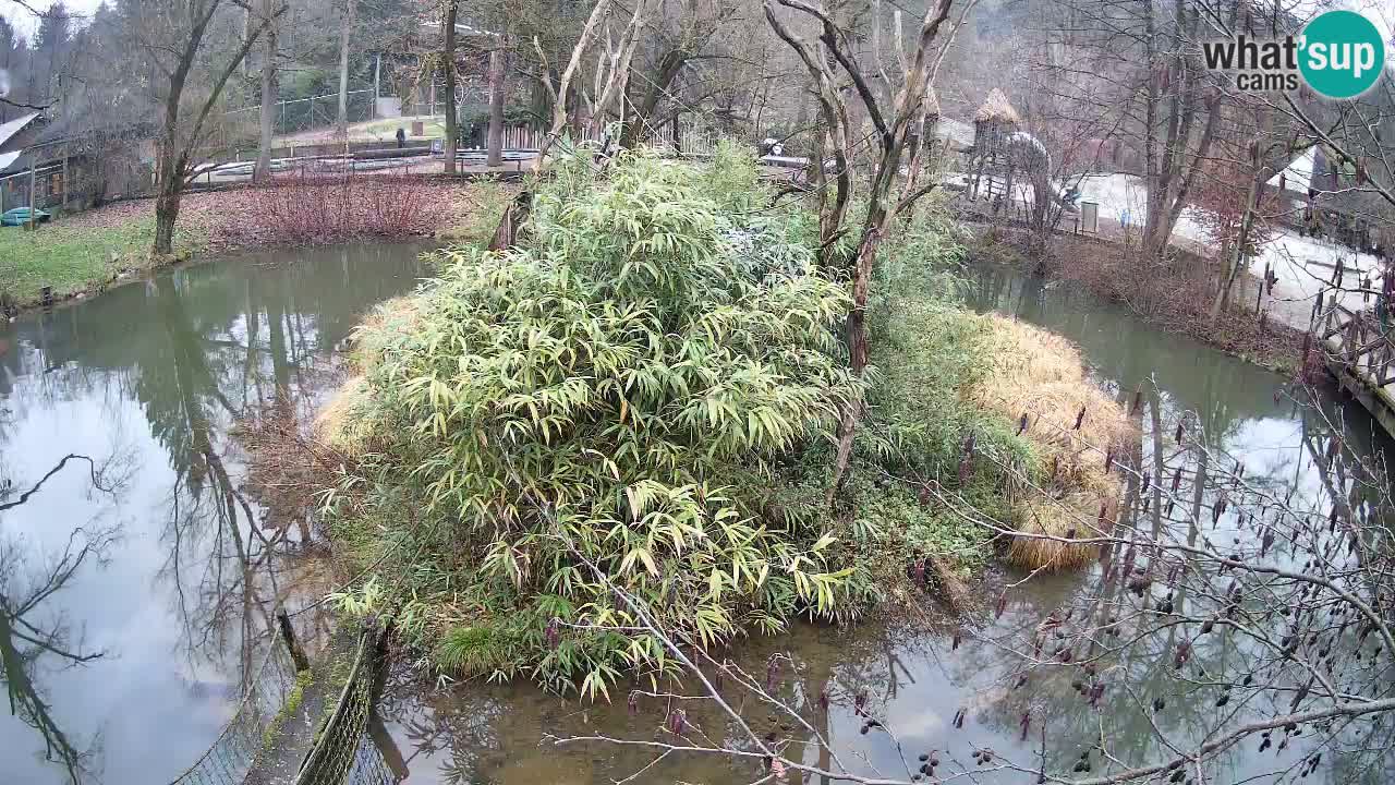 Gibón de mejillas beige Zoo Ljubljana