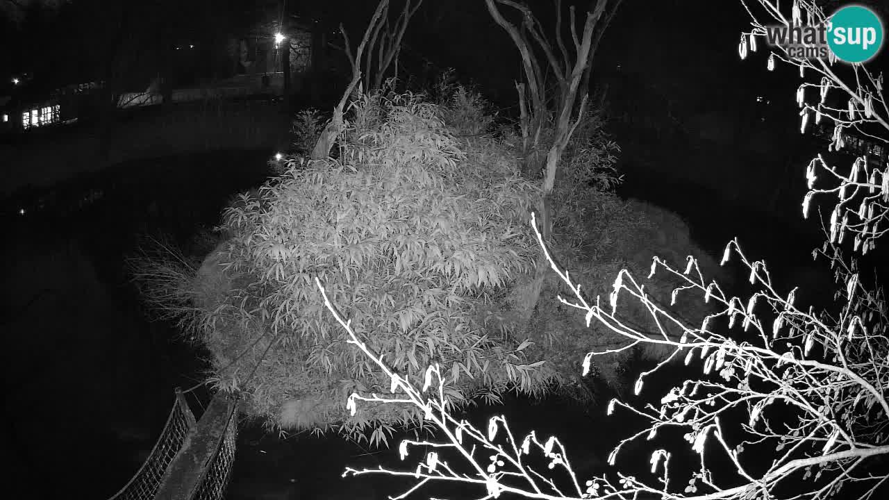 Gibbon à joues jaunes Zoo Ljubljana live cam