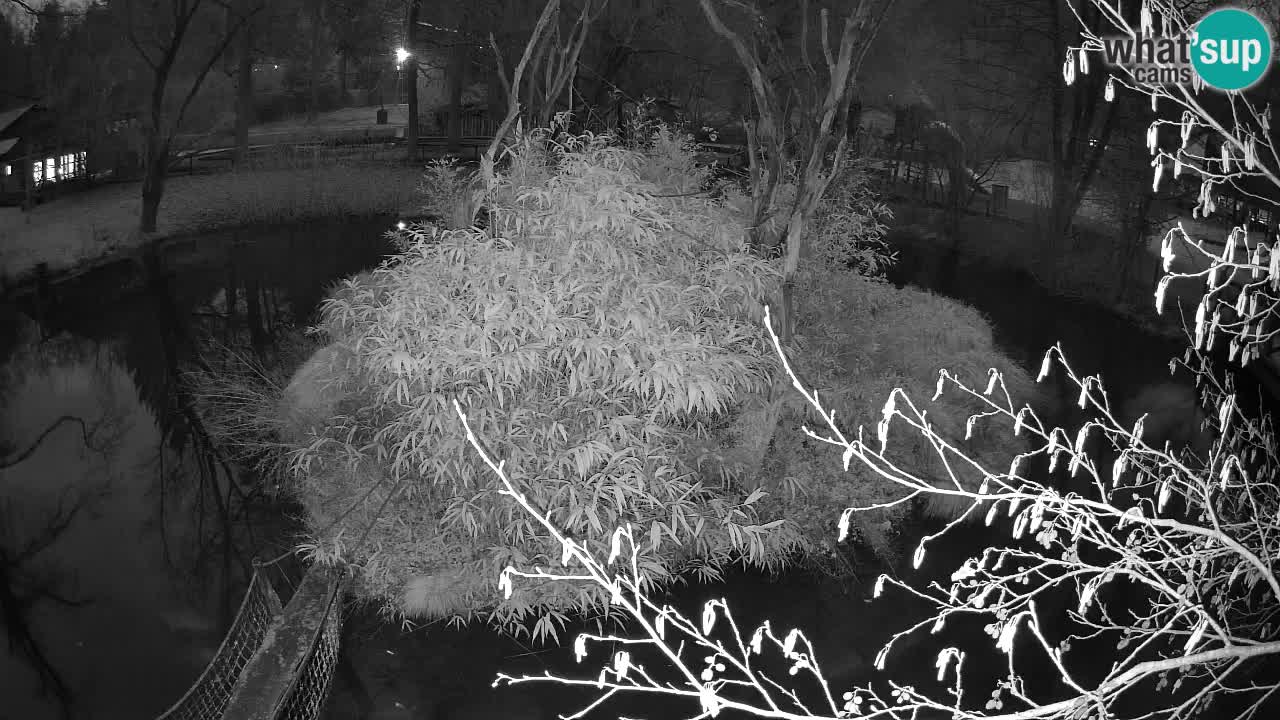 Gibbon à joues jaunes Zoo Ljubljana live cam