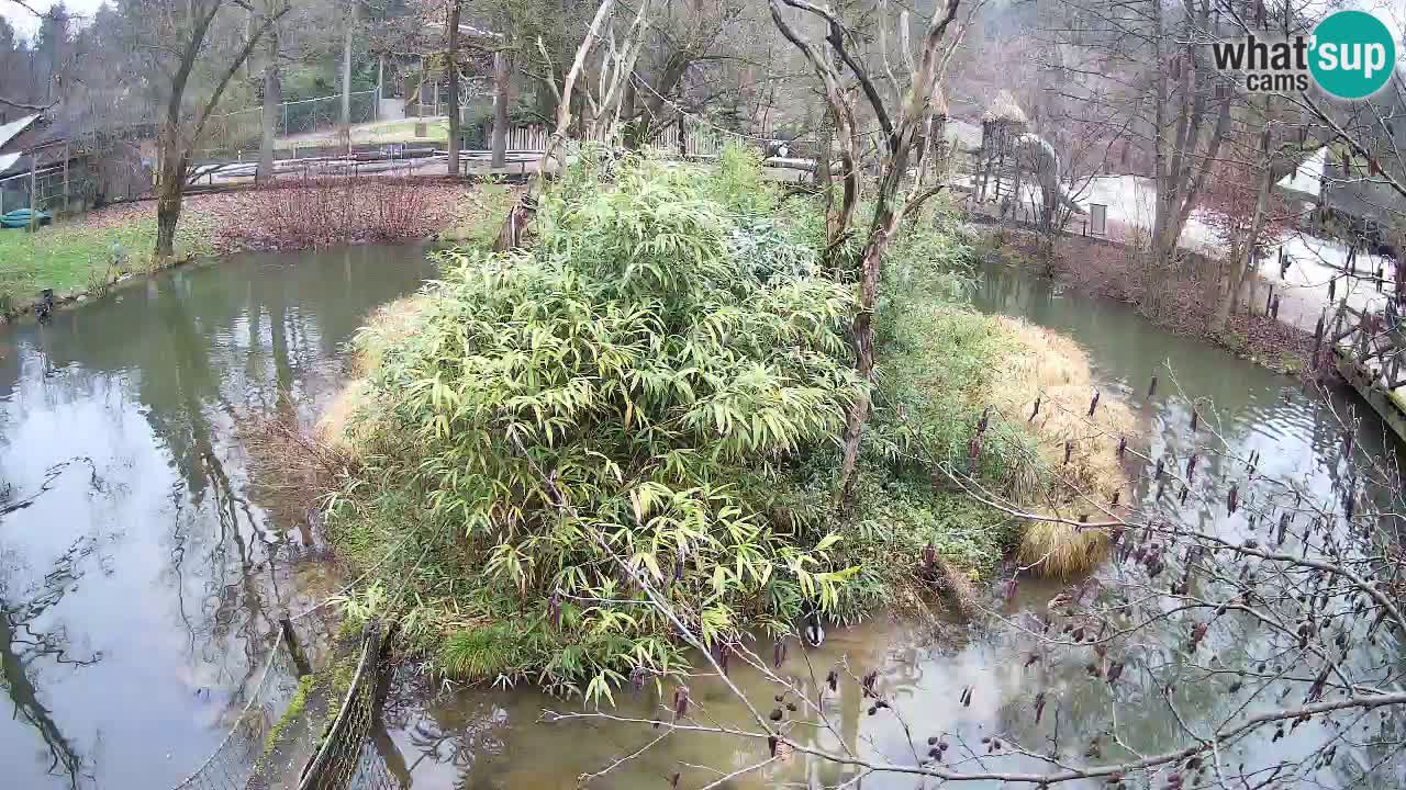 Gibón de mejillas beige Zoo Ljubljana