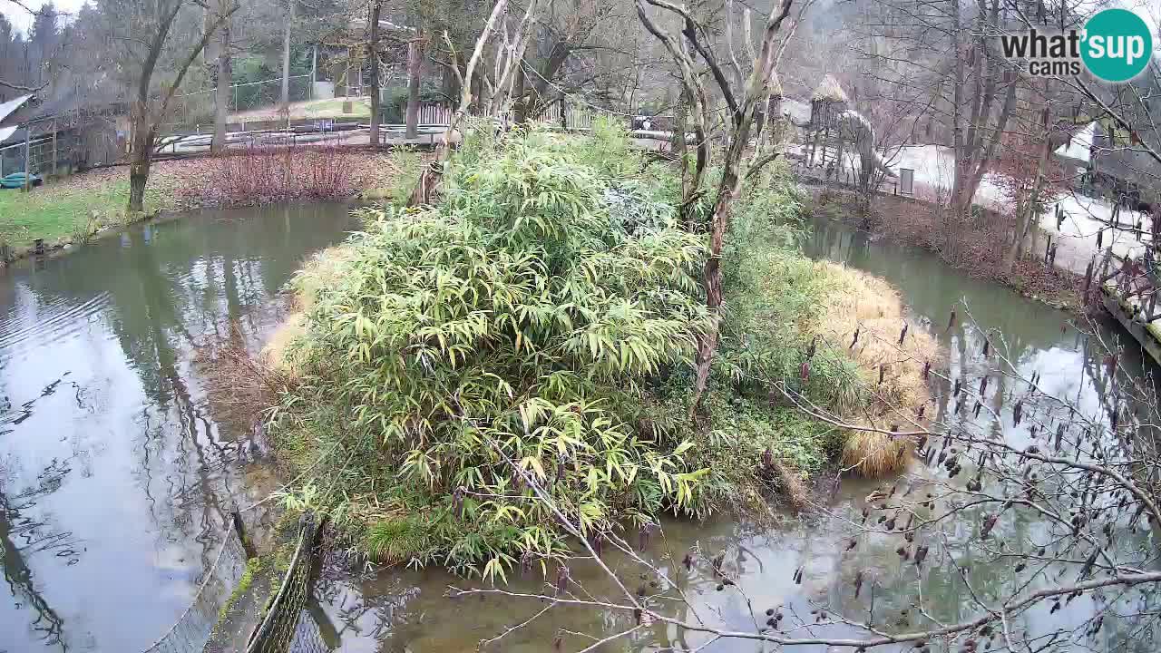 Gibbon à joues jaunes Zoo Ljubljana live cam