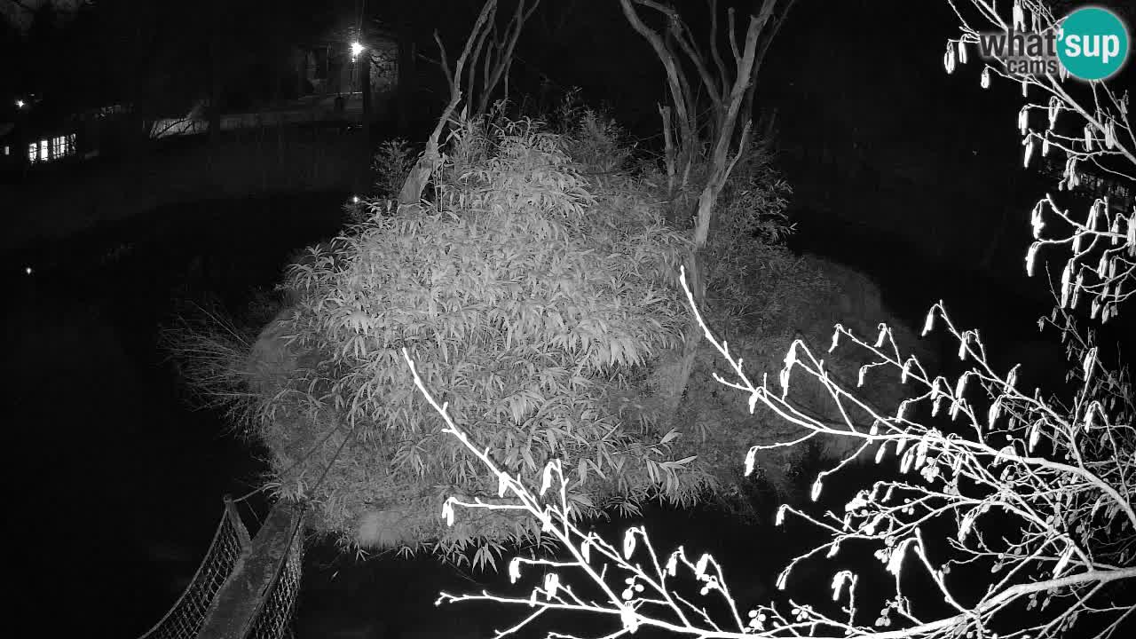 Yellow-cheeked gibbon Zoo Ljubljana livecam