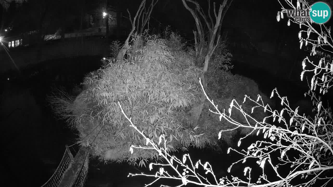 Gibón de mejillas beige Zoo Ljubljana