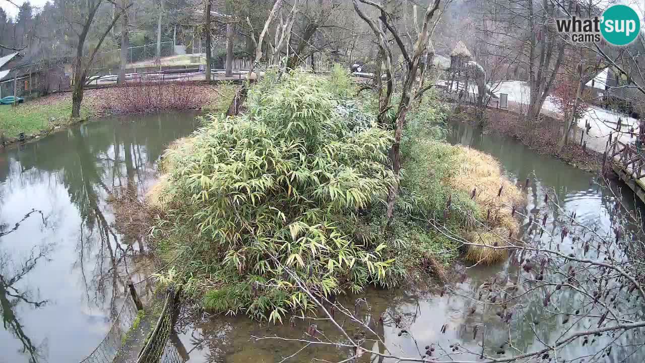 Gibbone dalle guance rosa nello ZOO di Ljubljana