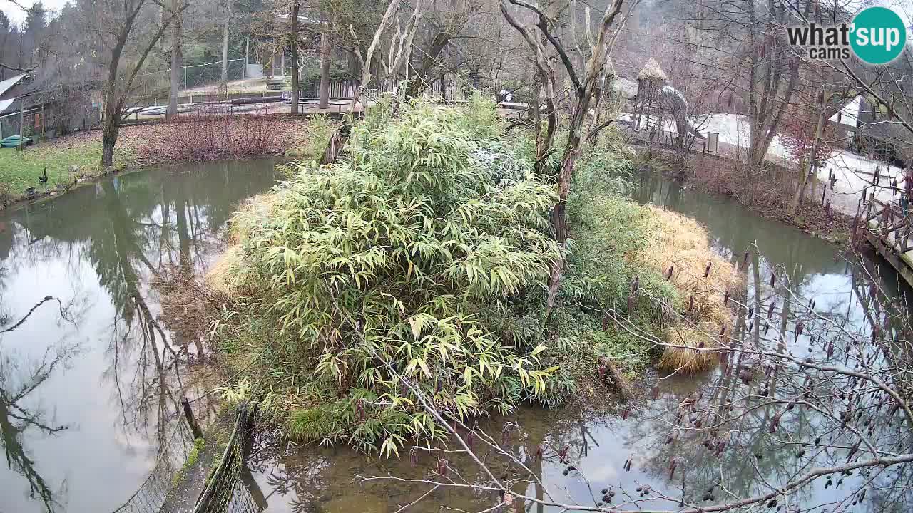 Gibon – Nomascus gabriellae – Zoo Ljubljana web kamera
