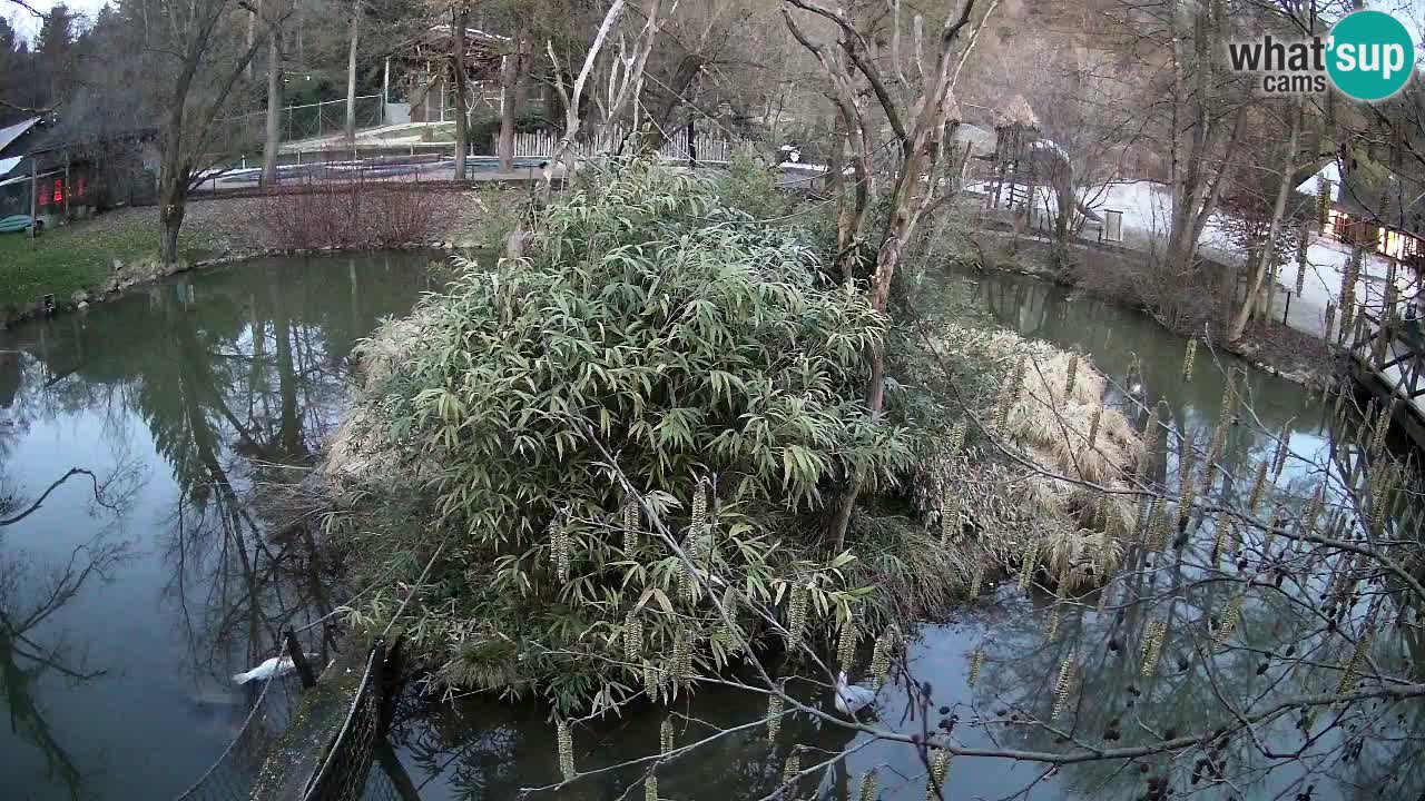 Gibon – Nomascus gabriellae – Zoo Ljubljana web kamera