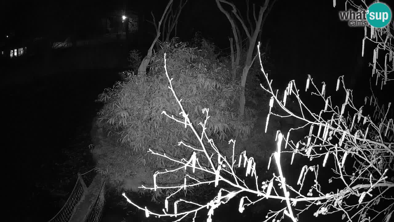 Zlatolični gibon živalski vrt Ljubljana