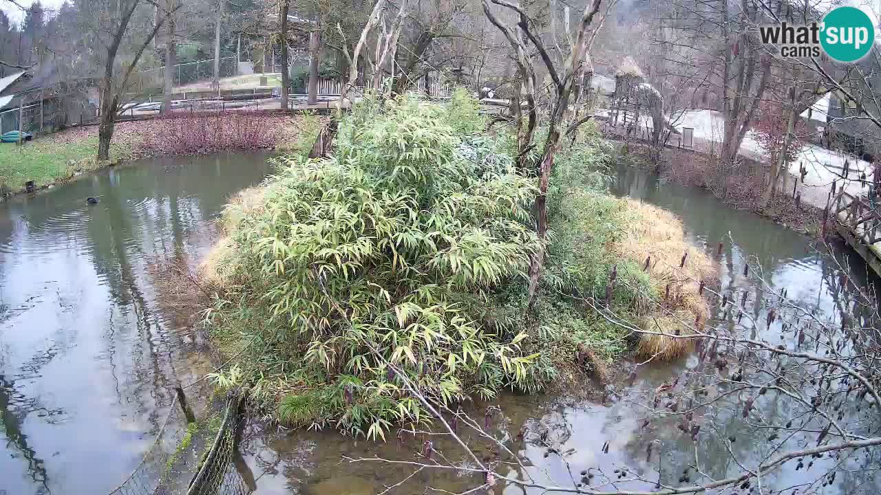 Gibbone dalle guance rosa nello ZOO di Ljubljana