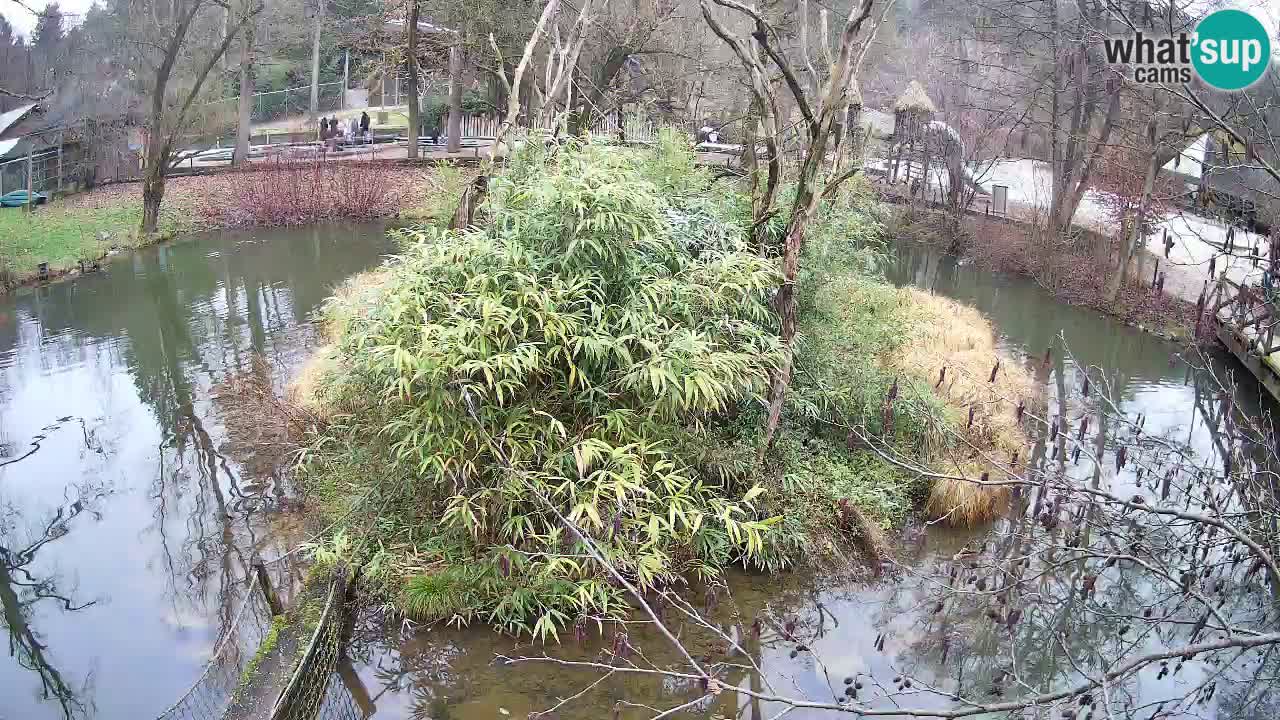 Gibon – Nomascus gabriellae – Zoo Ljubljana web kamera