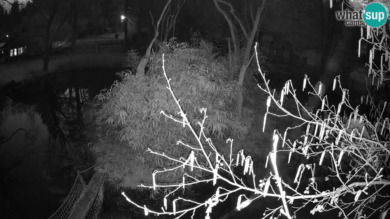 Gibbone dalle guance rosa nello ZOO di Ljubljana