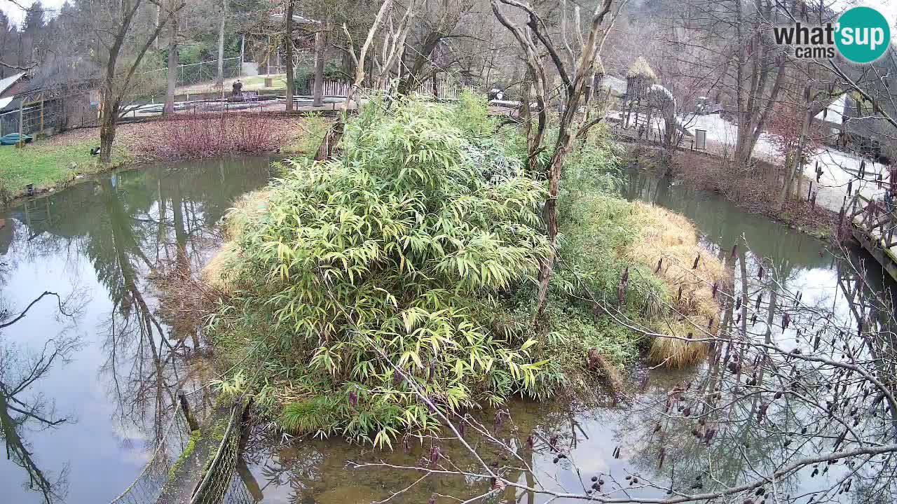 Südlicher Gelbwangen-Schopfgibbon Zoo Ljubljana webcam