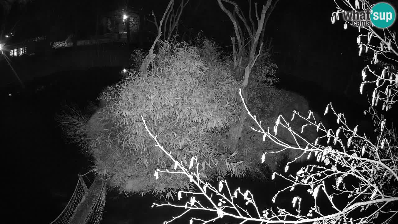 Gibbon à joues jaunes Zoo Ljubljana live cam