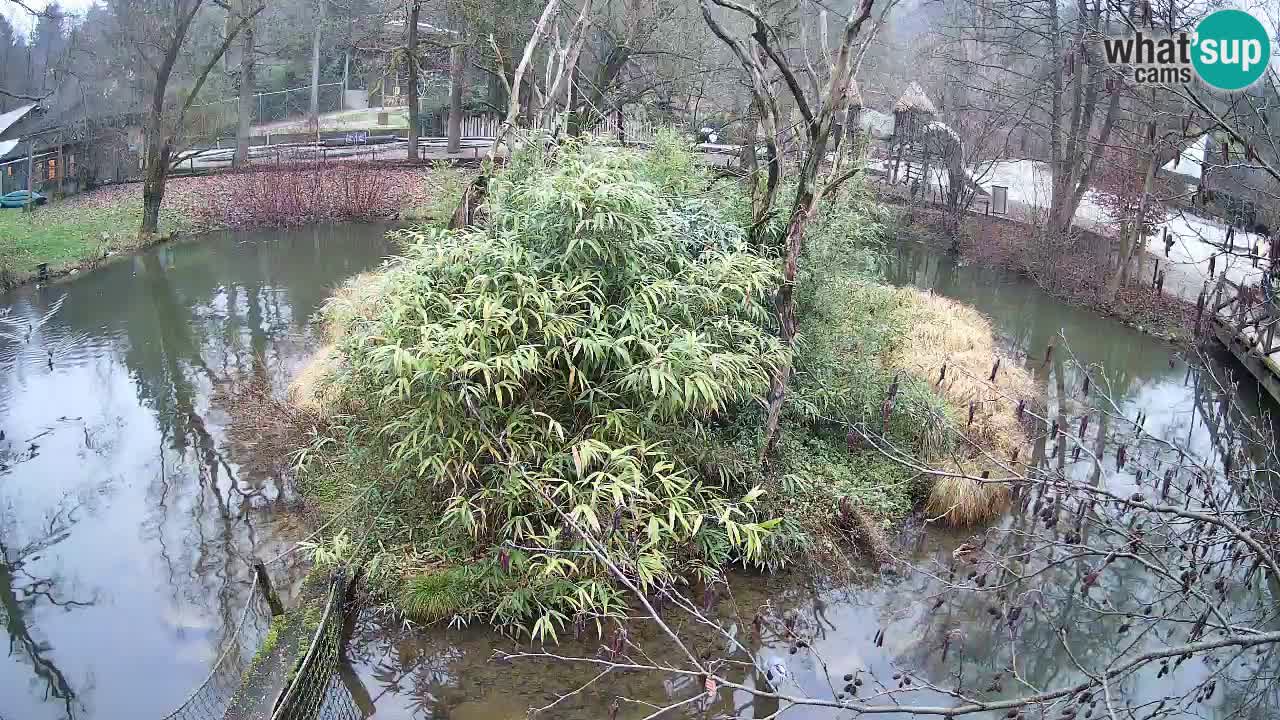 Zlatolični gibon živalski vrt Ljubljana