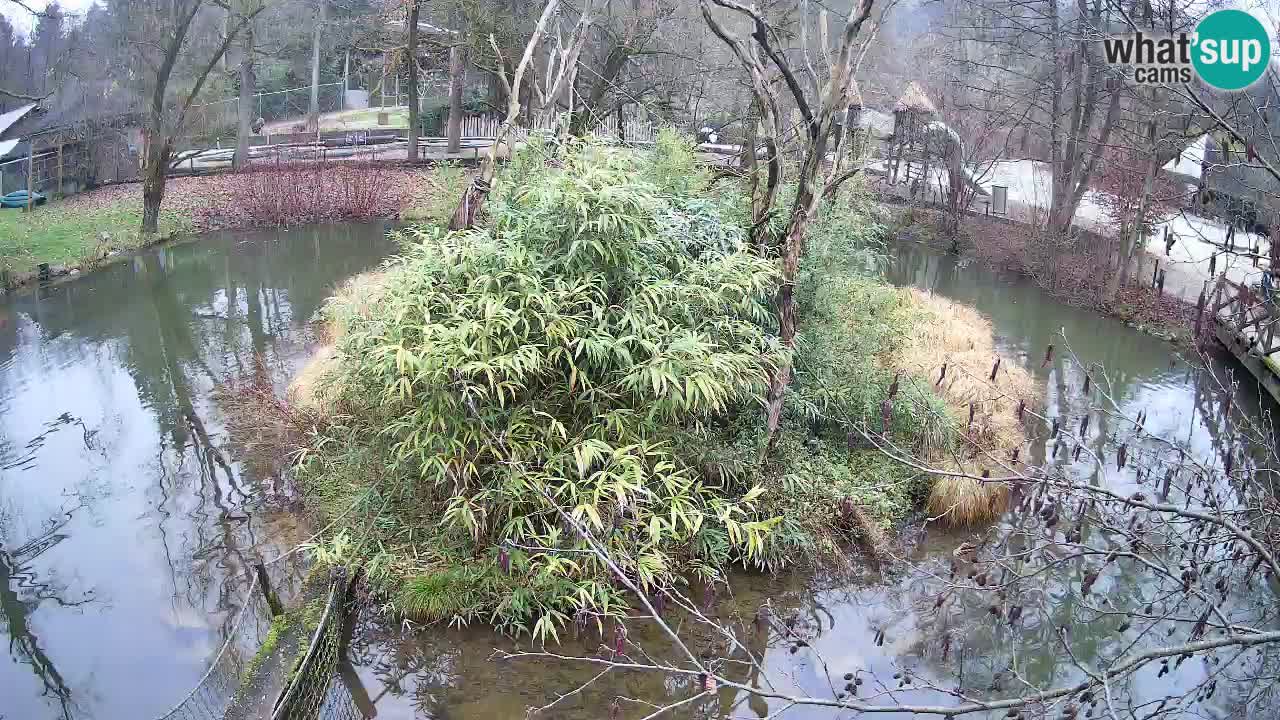 Zlatolični gibon živalski vrt Ljubljana