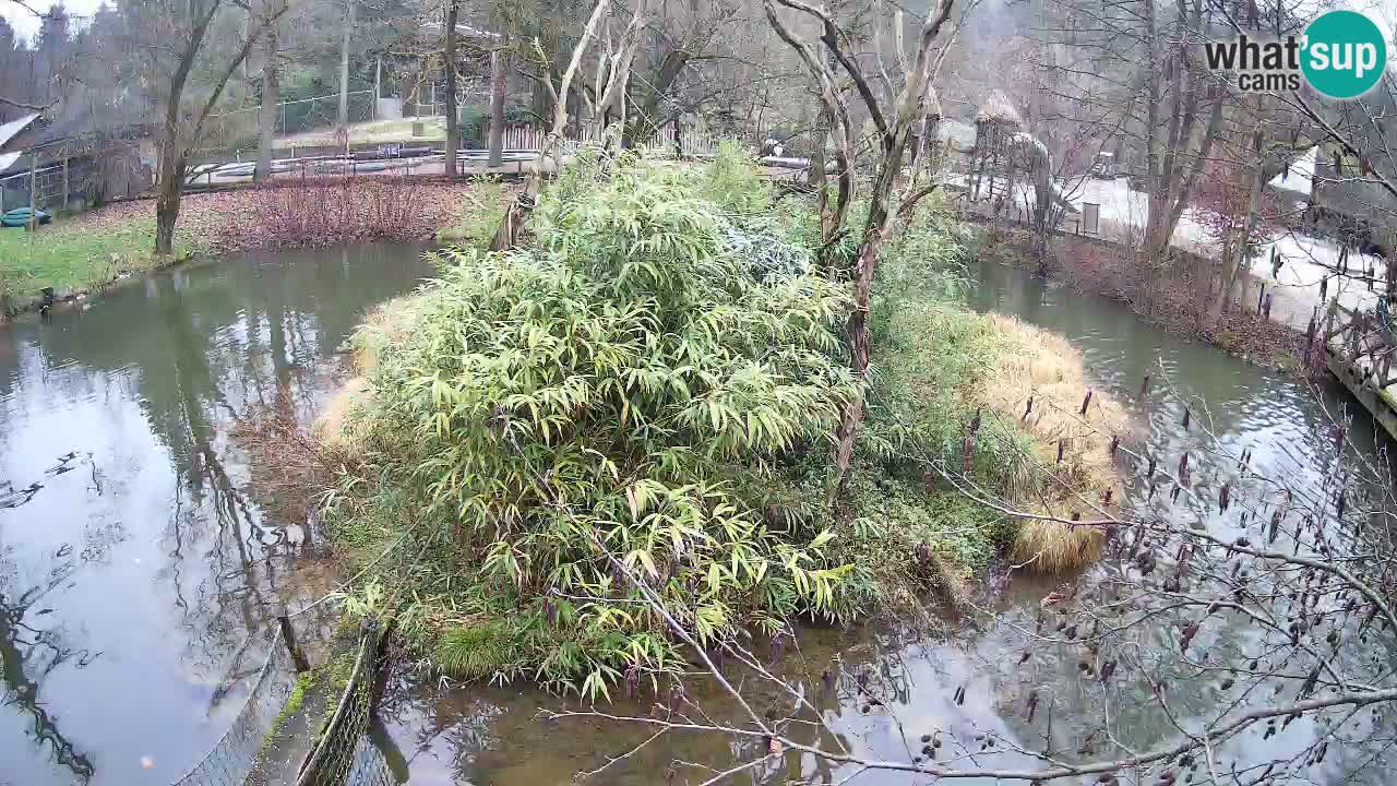 Gibbon à joues jaunes Zoo Ljubljana live cam