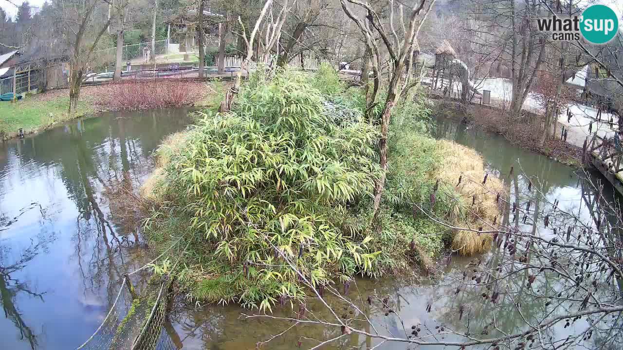 Yellow-cheeked gibbon Zoo Ljubljana livecam