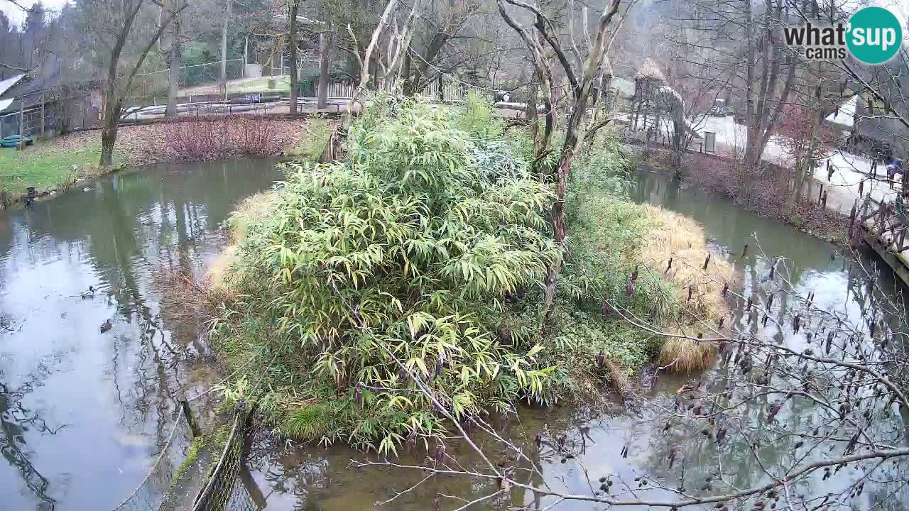 Gibón de mejillas beige Zoo Ljubljana