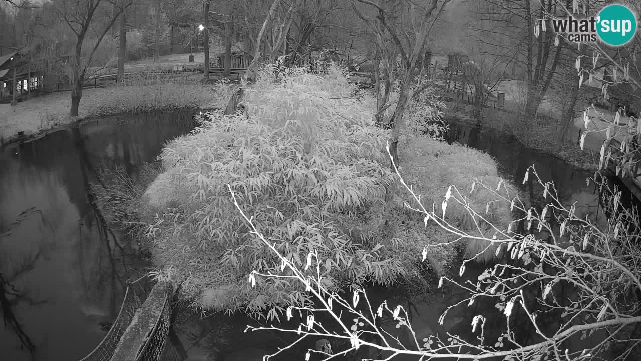 Yellow-cheeked gibbon Zoo Ljubljana livecam